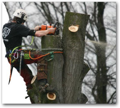 Tree surgeon Loughton