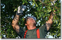 Essex tree surgeons, Essex tree surgeons, Tree surgeon Loughton