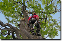 Tree surgeon Loughton