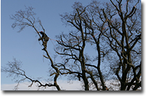 tree surgeons essex