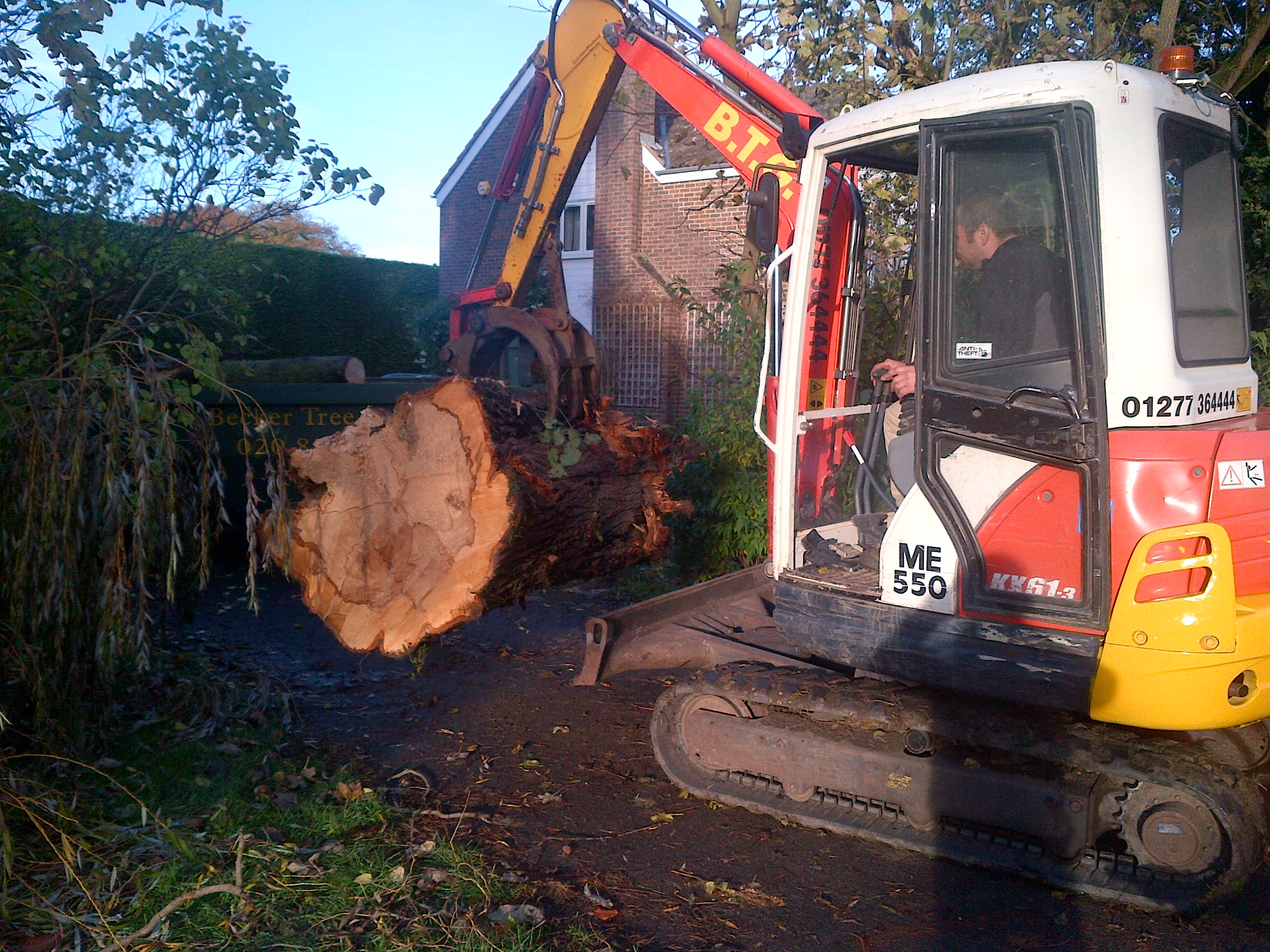 Tree services Essex, Tree services Essex, Tree surgeons Essex