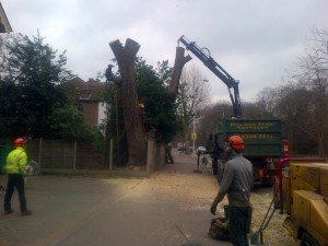 Tree surgeons removing tree